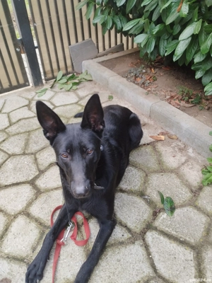 ciobanesc belgian malinoa negru