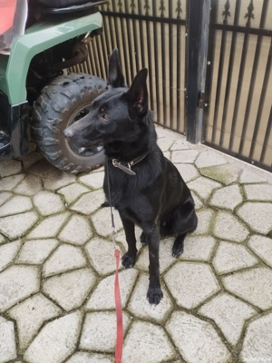 ciobanesc belgian malinoa negru - imagine 4