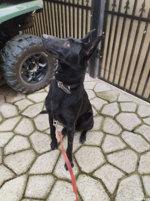 ciobanesc belgian malinoa negru - imagine 3