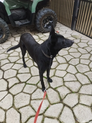 ciobanesc belgian malinoa negru - imagine 2