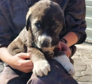 Căței Asia Centrală   6 săptămâni, vaccinați, cu carnet de sănătate - imagine 4