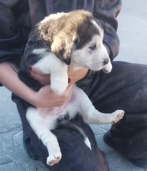 Căței Asia Centrală   6 săptămâni, vaccinați, cu carnet de sănătate - imagine 2