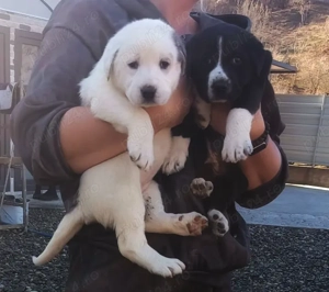 Căței Asia Centrală   6 săptămâni, vaccinați, cu carnet de sănătate - imagine 1