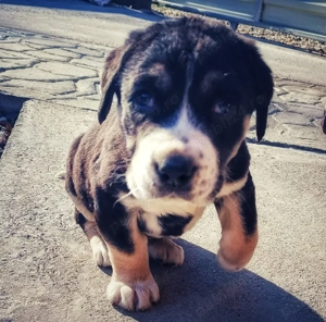 Căței Asia Centrală   6 săptămâni, vaccinați, cu carnet de sănătate - imagine 3