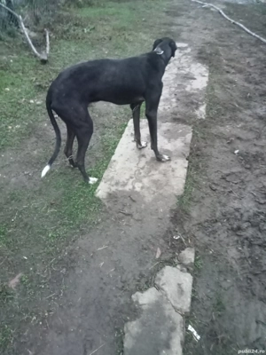 bând cățelandru sau pereche  