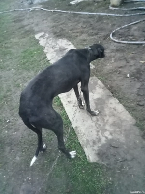 bând cățelandru sau pereche   - imagine 2