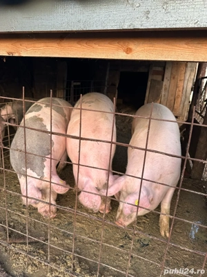 porci crescuti bio 16kg