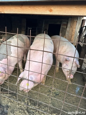 porci crescuti bio 16kg - imagine 5