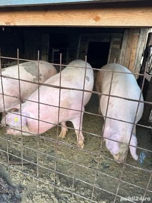 porci crescuti bio 16kg - imagine 3