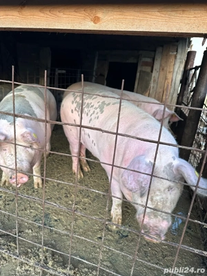 porci crescuti bio 16kg - imagine 4