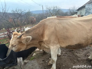 vaca de vanzare - imagine 3