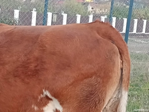 Vand vaca de abator  - imagine 2