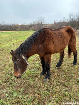 cal de vanzare - imagine 4