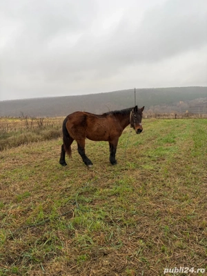 cal de vanzare - imagine 3