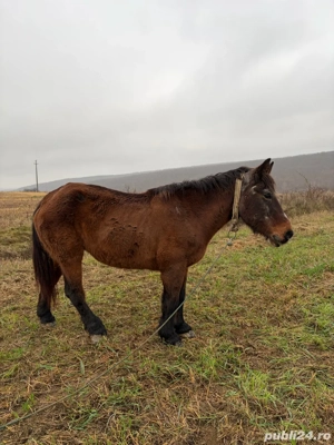 cal de vanzare - imagine 2