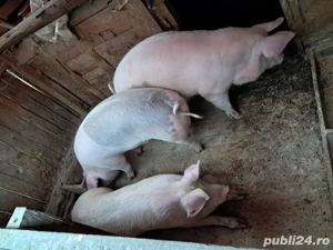 vand porci - imagine 2