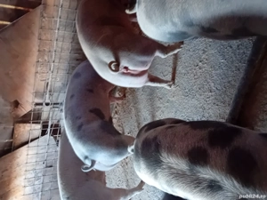 porci de vanzare - imagine 2