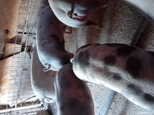 porci de vanzare - imagine 3