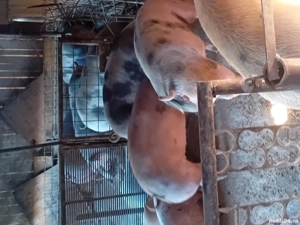 porci de vanzare - imagine 4