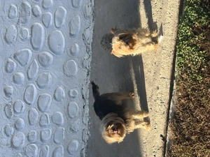 Femele adulte Yorkshire Terrier  - imagine 5