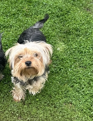 Femele adulte Yorkshire Terrier 