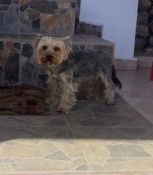 Femele adulte Yorkshire Terrier  - imagine 3