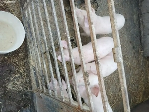 Purcei Landras montă artificială 8săptămâni foarte mâncaciosi si frumosi - imagine 4