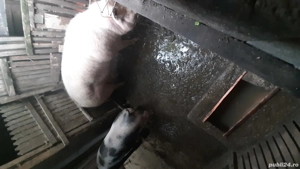 vând porci  - imagine 4