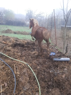 vand urgent manz blond 