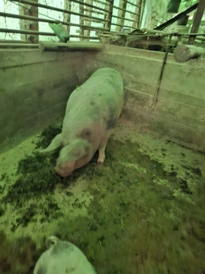 Vând porci de rasă și de carne