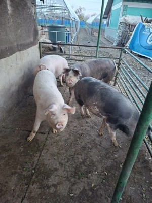 Vând porci de rasă și de carne - imagine 3
