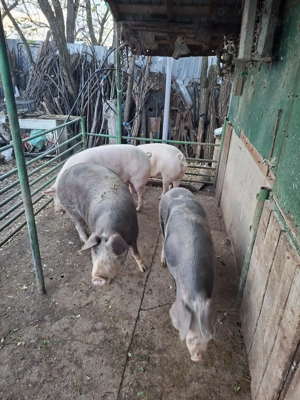Vând porci de rasă și de carne - imagine 2