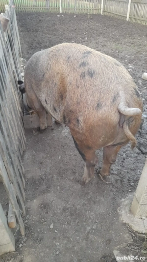 vand porc duroc - imagine 3