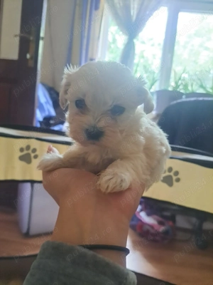 Vând  puiuți maltipoo 