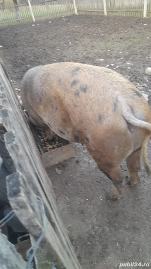 vand porc duroc - imagine 2