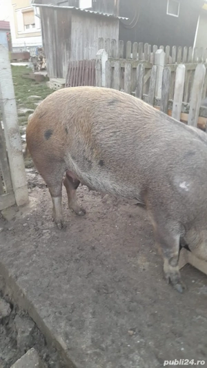 vand porc duroc