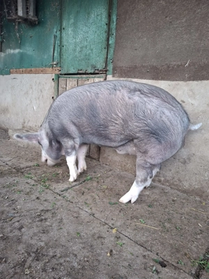 Vând porci de rasă și de carne - imagine 4