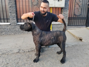 Pressa Canario  - imagine 3