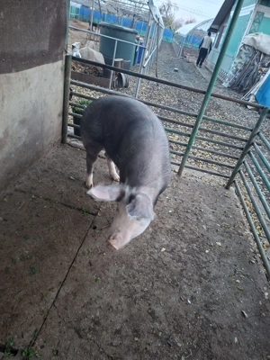 Vând porci de rasă și de carne - imagine 5