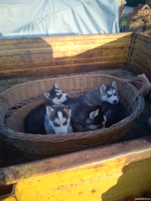 căței  husky  - imagine 2