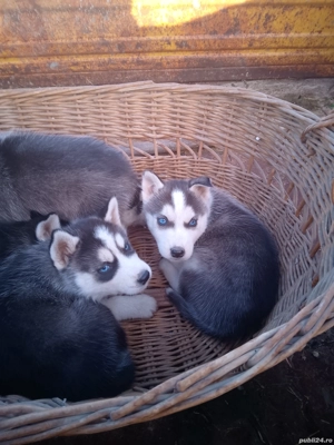 căței  husky  - imagine 4