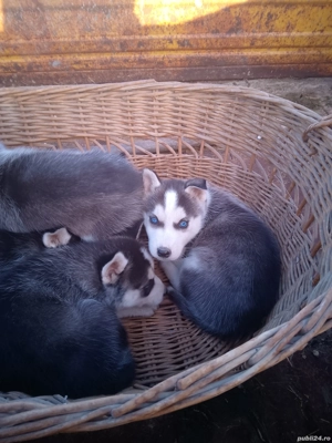 căței  husky  - imagine 3