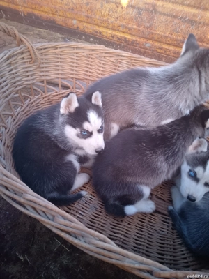 căței  husky  - imagine 5