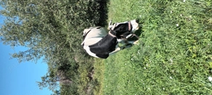 Vând vacă de 6 pe 7 ani - imagine 5