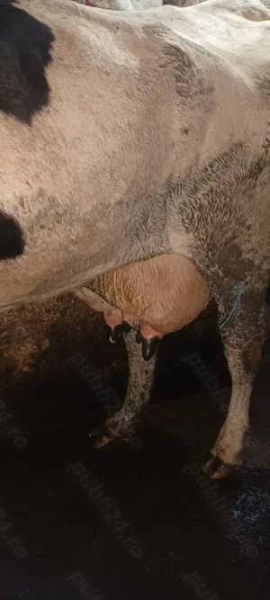 Vând vacă de 6 pe 7 ani