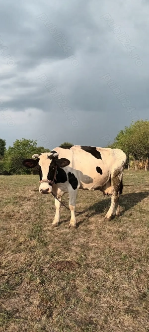 Vând vacă de 6 pe 7 ani - imagine 3