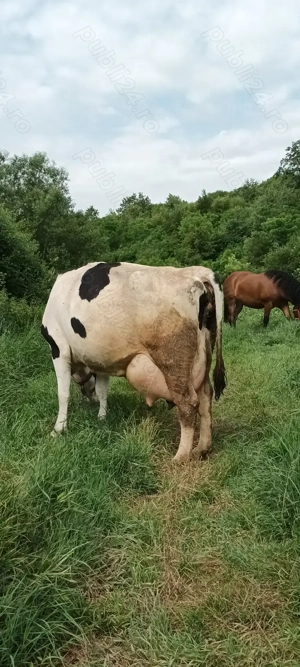 Vând vacă de 6 pe 7 ani - imagine 2