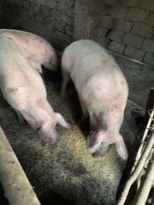 Vând porci  50-350 kg - imagine 4