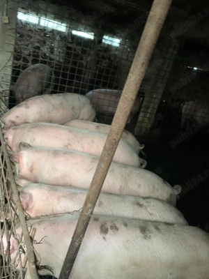 Vând porci  50-350 kg