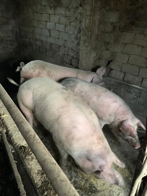 Vând porci  50-350 kg - imagine 2